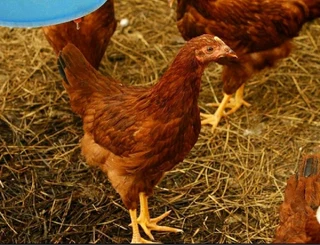 RHODE ISLAND RED CHICKS FOR SALE