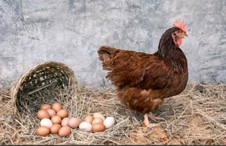 RHODE ISLAND RED CHICKS FOR SALE