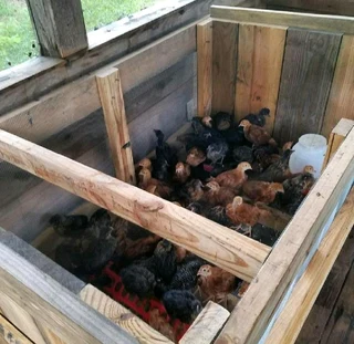 RHODE ISLAND RED CHICKS FOR SALE