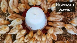 RHODE ISLAND RED CHICKS FOR SALE