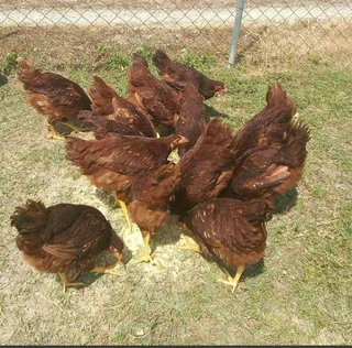 RHODE ISLAND RED CHICKS FOR SALE