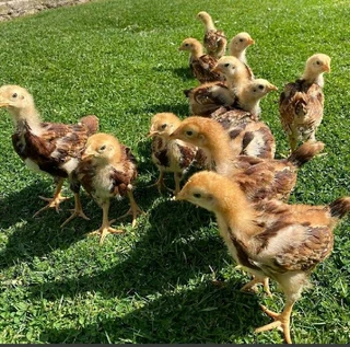 Rhode Island Red Chicks For Sale