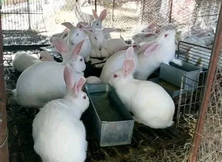 Newzealand White / California meat rabbits weaners available