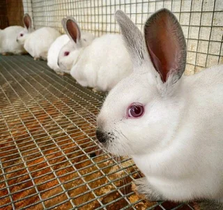 Newzealand White / California meat rabbits weaners available