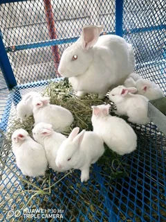 Newzealand White / California meat rabbits weaners available