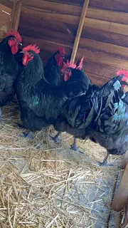 Black Chickens For Sale