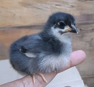 Day Old Black Australorps &amp; Potch Koekoeks Chicks For Sale