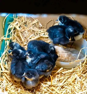 Day Old Black Australorps &amp; Potch Koekoeks Chicks For Sale