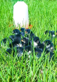 Day Old Black Australorps & Potch Koekoeks Chicks For Sale