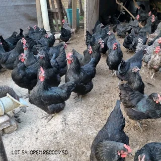 Black Australorps Fertile Eggs For Sale