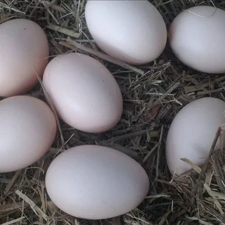 Black Australorps Fertile Eggs For Sale