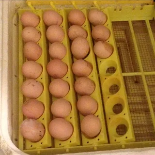 Black Australorps Fertile Eggs For Sale