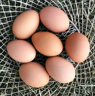 Black Australorps Fertile Eggs For Sale