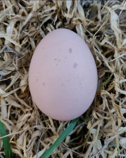 Black Australorps Fertile Eggs For Sale