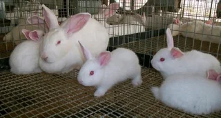 Meat Rabbits Breeding Stock Available