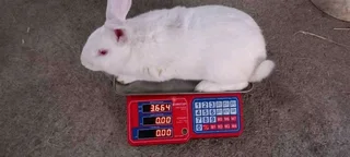 Meat Rabbits Breeding Stock Available