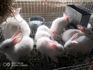 Meat Rabbits Breeding Stock Available