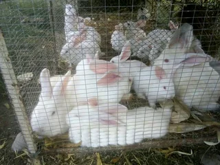 Meat Rabbits Breeding Stock Available
