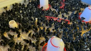Black Australorp Chicks & @Fertile Eggs For Sale