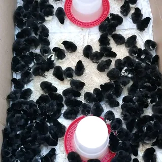 Black Australorp Chicks &amp; &#64;Fertile Eggs For Sale