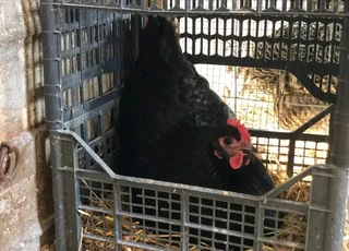Black Australorp Chicks &amp; &#64;Fertile Eggs For Sale