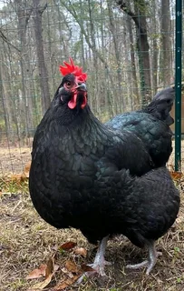 Black Australorp Chicks &amp; &#64;Fertile Eggs For Sale