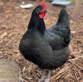 Black Australorp Chicks &amp; &#64;Fertile Eggs For Sale