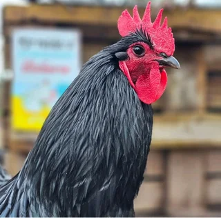 Black Australorp Chicks &amp; &#64;Fertile Eggs For Sale