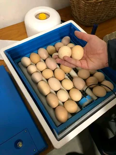 Black Australorp Chicks &amp; &#64;Fertile Eggs For Sale