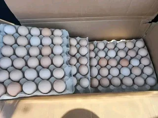 Black Australorp Chicks &amp; &#64;Fertile Eggs For Sale