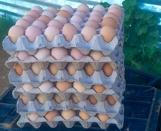 Black Australorp Chicks &amp; &#64;Fertile Eggs For Sale