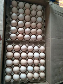 Black Australorp Chicks &amp; &#64;Fertile Eggs For Sale