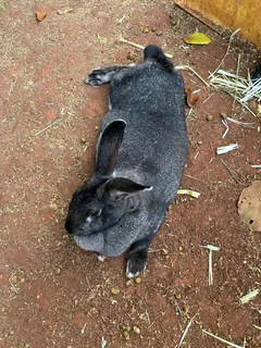 Quality Flemish Giant's Rabbits For Sale