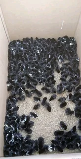 Black Australorps Chicks For Sale