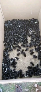 Black Australorps Chicks For Sale