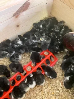 Black Australorps Chicks For Sale