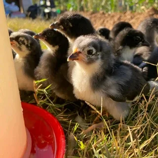 Black Australorps Chicks For Sale
