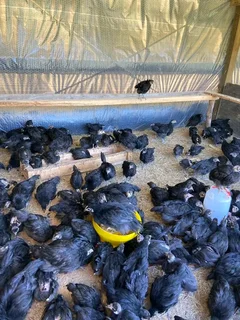 Black Australorps Chicks For Sale
