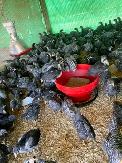 Potchefstroom Koekoeks Chicks