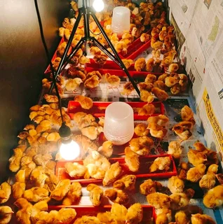 Rhode Island Red Chicks For Sale