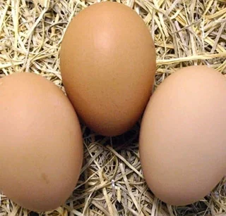 Black Australorps Fertile Eggs For Sale