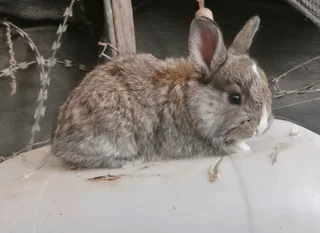 Beautiful Baby Bunnies For Sale