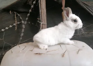 Beautiful Baby Bunnies For Sale