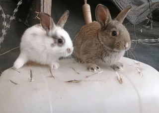 Beautiful Baby Bunnies For Sale