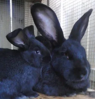 SA Phendula Rabbits For Sale