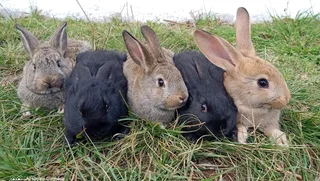 SA Phendula Rabbits For Sale
