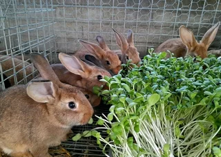 SA Phendula Rabbits For Sale