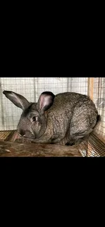 SA Phendula Rabbits For Sale