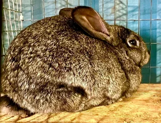 SA Phendula Rabbits For Sale