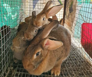 Flemish Giants Rabbits For Sale
